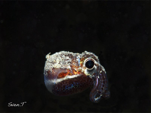 Bobtail squid cool dude!! by Sven Tramaux 
